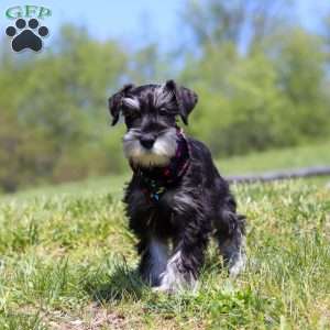 James, Miniature Schnauzer Puppy